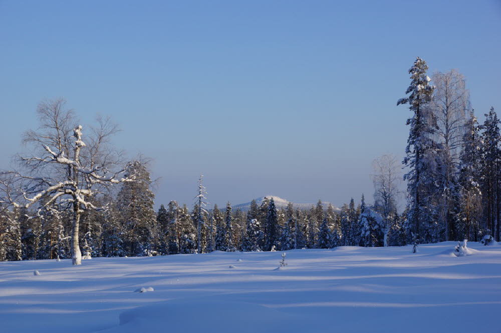 Landschaft um Luosto