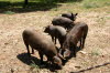 echtes Iberico Schwein
