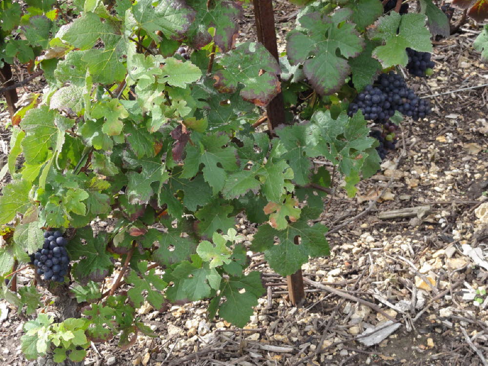 champagne_028