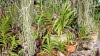 Orchideen �berall
